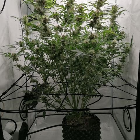 Green Gelato (Air-Pot) growlog timeline photo