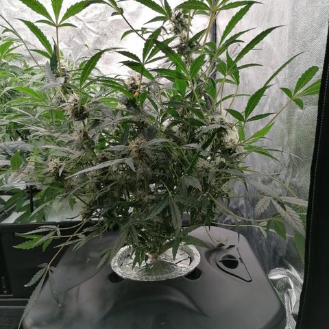 Green Gelato (DWC) growlog timeline photo