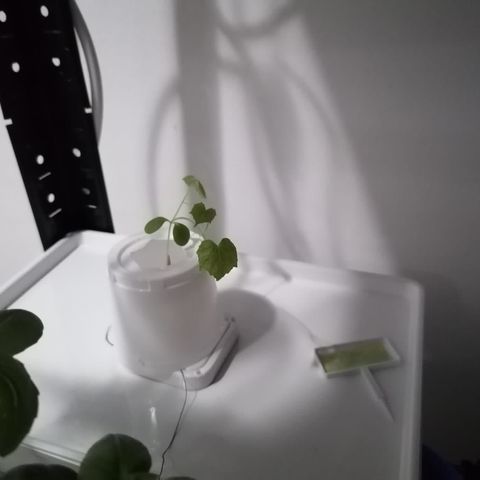 RDWC growlog timeline photo