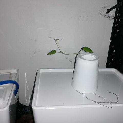 RDWC growlog timeline photo