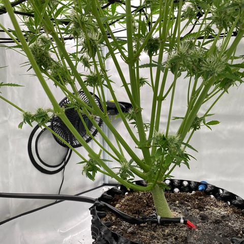 Green Gelato (Air-Pot) growlog timeline photo