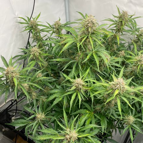 Green Gelato (Air-Pot) growlog timeline photo