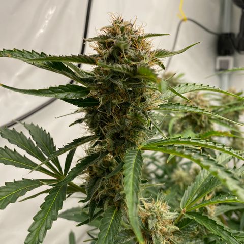 Green Gelato (Air-Pot) growlog timeline photo