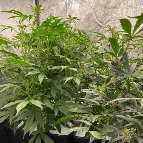 Green Gelato (DWC) growlog timeline photo