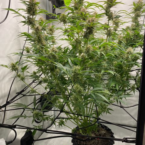 Green Gelato (Air-Pot) growlog timeline photo