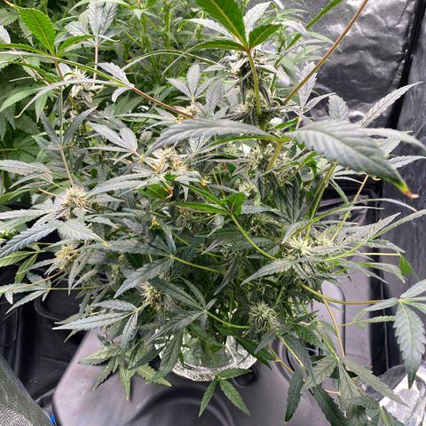 Green Gelato (DWC) growlog timeline photo