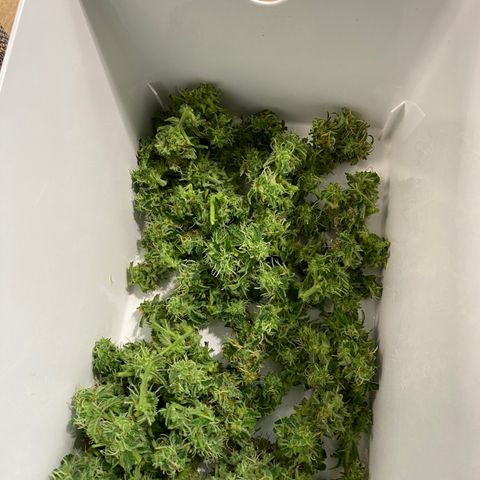 Green Gelato (Air-Pot) growlog timeline photo