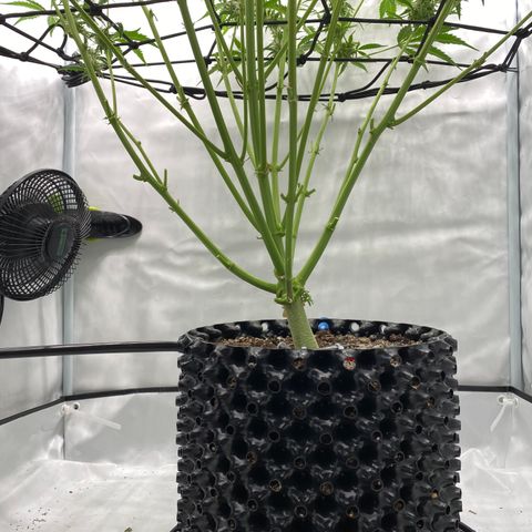 Green Gelato (Air-Pot) growlog timeline photo