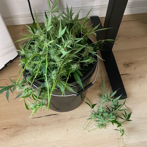 Green Gelato (Air-Pot) growlog timeline photo