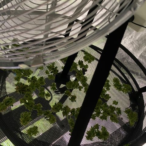 Green Gelato (Air-Pot) growlog timeline photo