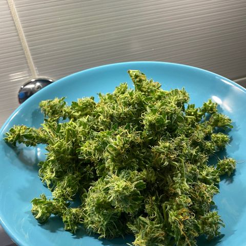 Green Gelato (Air-Pot) growlog timeline photo