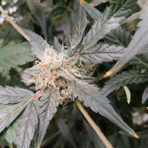 Green Gelato (DWC) growlog timeline photo