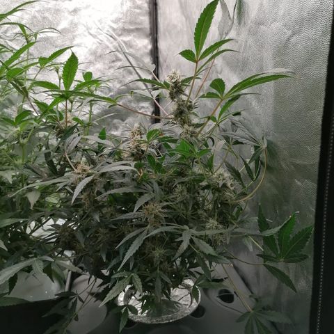 Green Gelato (DWC) growlog timeline photo