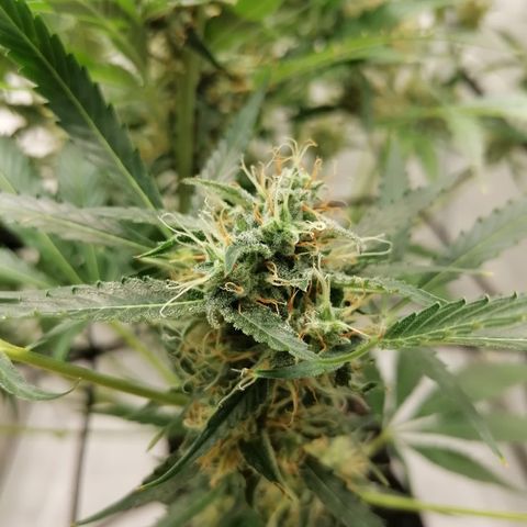 Green Gelato (Air-Pot) growlog timeline photo