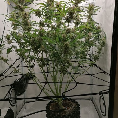 Green Gelato (Air-Pot) growlog timeline photo
