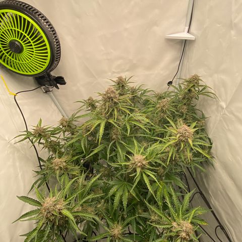 Green Gelato (Air-Pot) growlog timeline photo