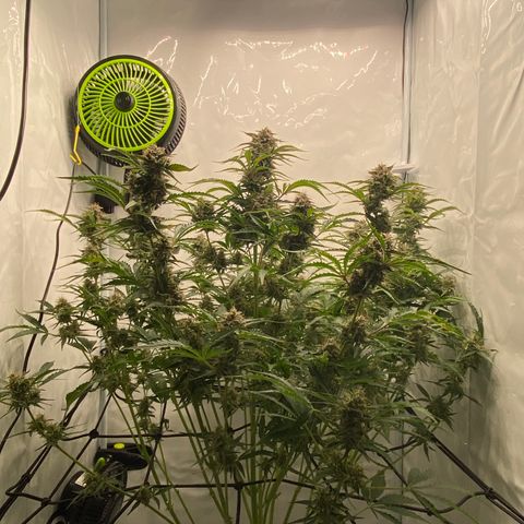 Green Gelato (Air-Pot) growlog timeline photo