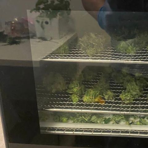 Green Gelato (DWC) growlog photo: Срубил и высушил