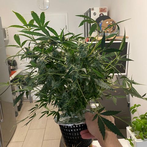 Green Gelato (DWC) growlog photo: Срубил и высушил