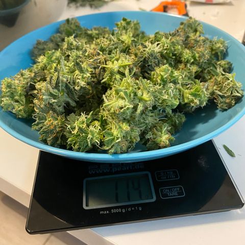 Green Gelato (DWC) growlog photo: Срубил и высушил