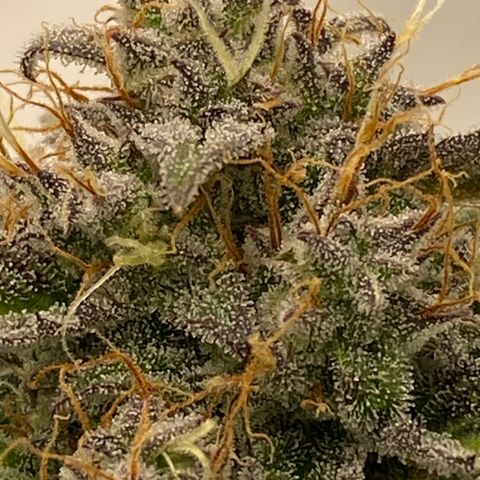 Green Gelato (Air-Pot) growlog timeline photo