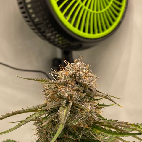 Green Gelato (Air-Pot) growlog timeline photo