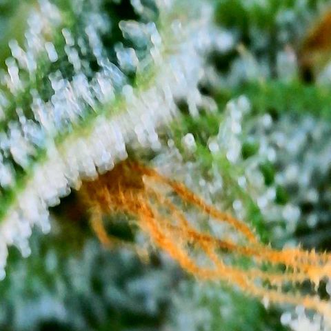 Green Gelato (Air-Pot) growlog timeline photo