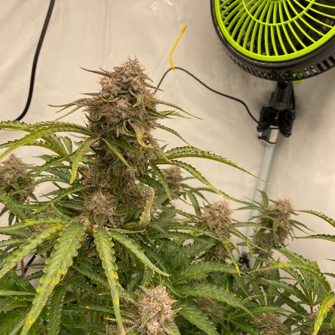 Green Gelato (Air-Pot) growlog timeline photo