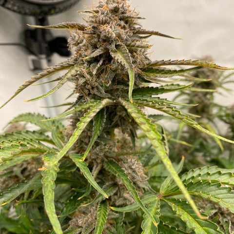 Green Gelato (Air-Pot) growlog timeline photo