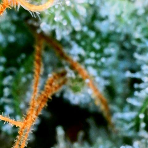 Green Gelato (Air-Pot) growlog timeline photo