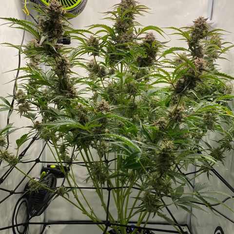 Green Gelato (Air-Pot) growlog timeline photo