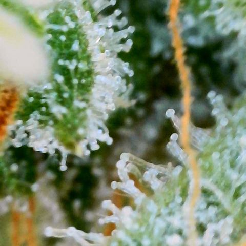 Green Gelato (Air-Pot) growlog timeline photo