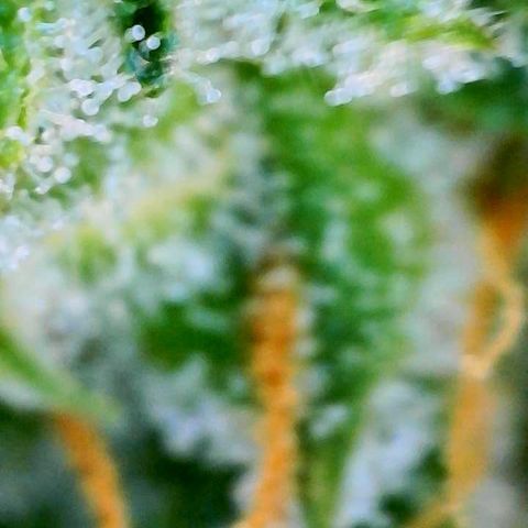 Green Gelato (Air-Pot) growlog timeline photo