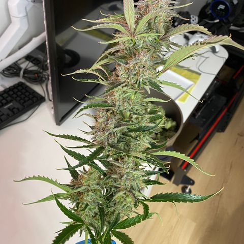 Green Gelato (Air-Pot) growlog timeline photo