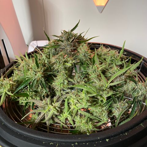 Green Gelato (Air-Pot) growlog timeline photo