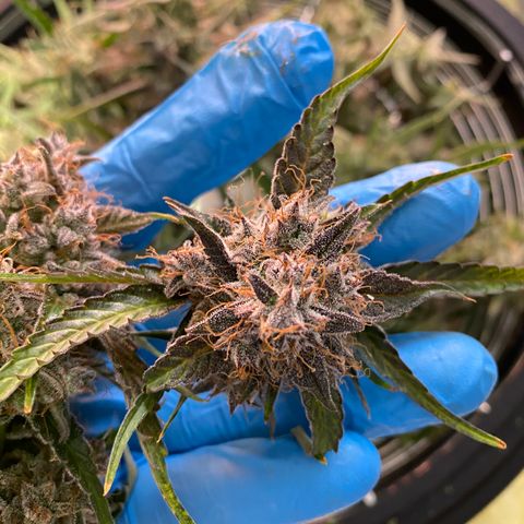 Green Gelato (Air-Pot) growlog timeline photo