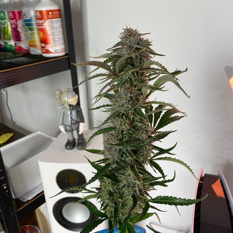 Green Gelato (Air-Pot) growlog timeline photo