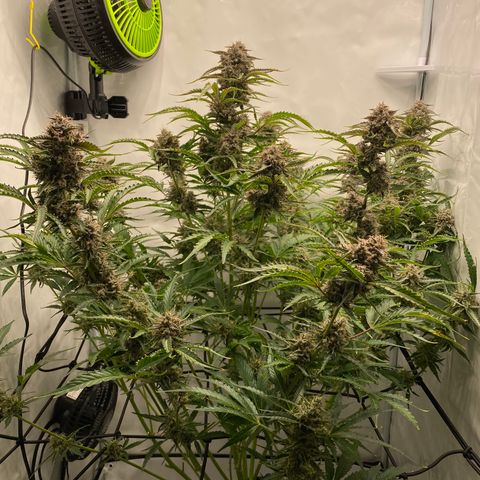 Green Gelato (Air-Pot) growlog timeline photo