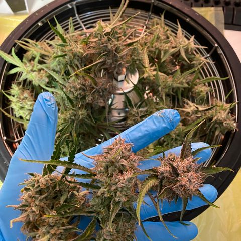 Green Gelato (Air-Pot) growlog timeline photo