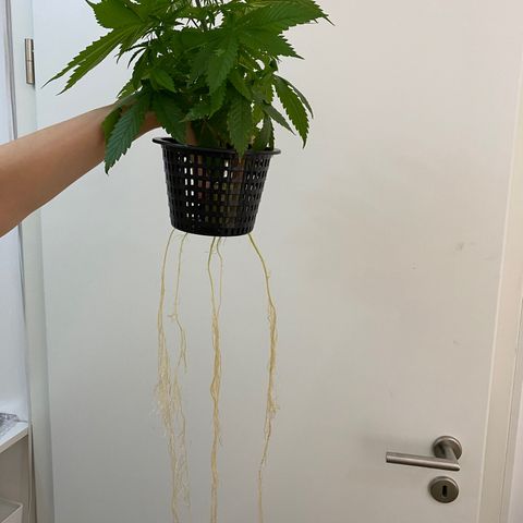 Chocolate Haze  growlog timeline photo