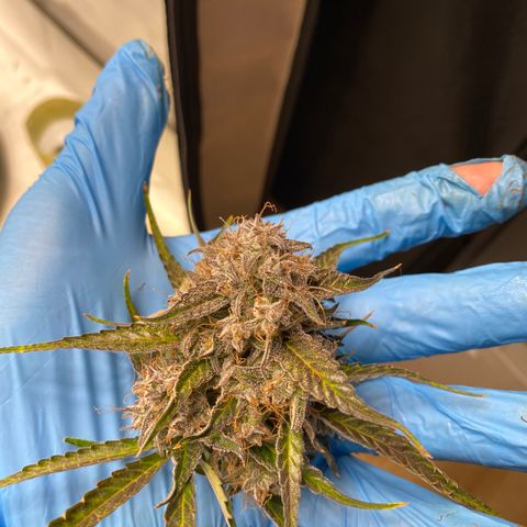 Green Gelato (Air-Pot) growlog timeline photo