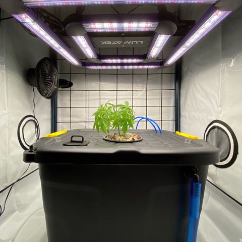 Chocolate Haze  growlog timeline photo
