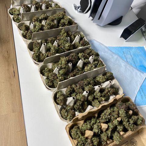 Green Gelato (Air-Pot) growlog timeline photo