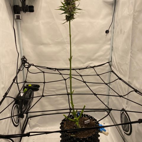 Green Gelato (Air-Pot) growlog timeline photo