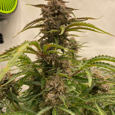 Green Gelato (Air-Pot) growlog timeline photo