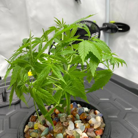 Chocolate Haze  growlog timeline photo