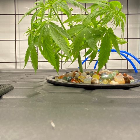 Chocolate Haze  growlog timeline photo