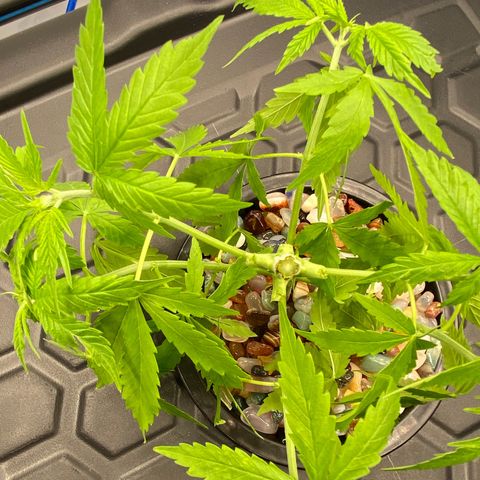 Chocolate Haze  growlog timeline photo