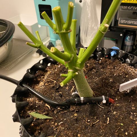 Green Gelato (Air-Pot) growlog timeline photo