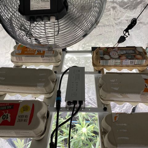 Green Gelato (Air-Pot) growlog timeline photo